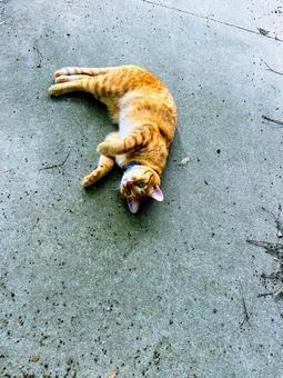 地面に寝転ぶ猫 地面に寝転ぶ猫 ネコ,地面,屋外の写真素材
