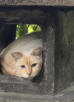 昼寝する猫 昼寝する猫の写真