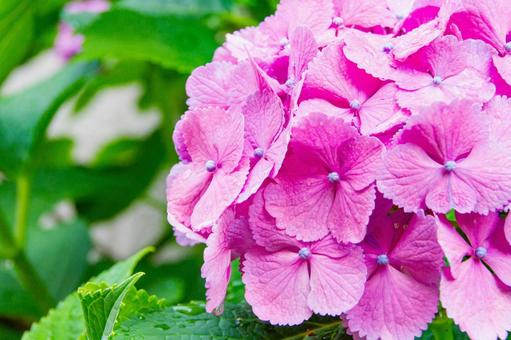 紫の紫陽花 紫の紫陽花の写真