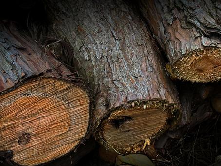 Cross section of a tree, JPG Cross section of a tree, JPG