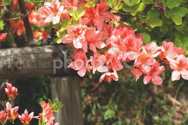 つつじと木 つつじ,花,花のアップの写真素材