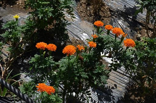マリーゴールド オレンジ 花畑 地植え マリーゴールド オレンジ 花畑 地植えの写真