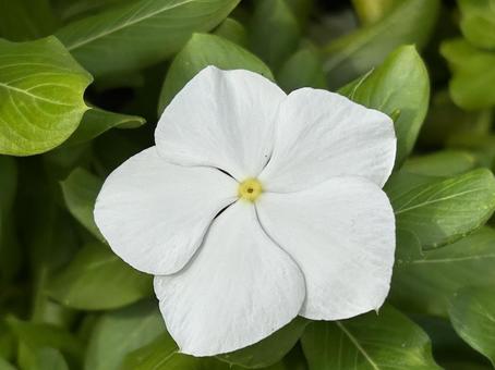 花(ホワイト) 花(ホワイト) 花,自然,植物の写真素材