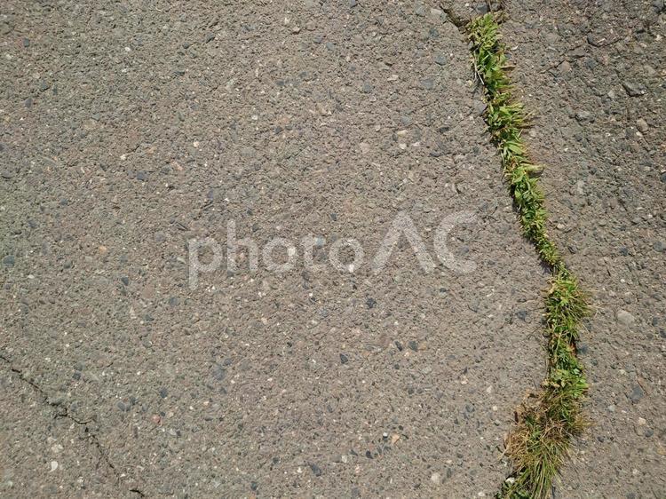 土汚れた道路ひびから草（コピースペース） テキストスペース,ひび割れ,生えたの写真素材