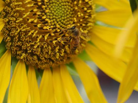 花粉を集めるミツバチ 花粉を集めるミツバチの写真