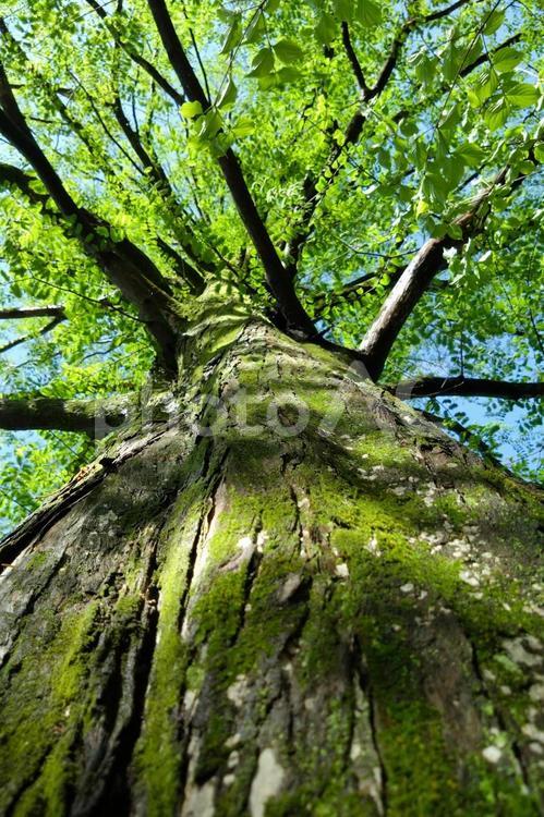 古木の新緑⑶ 緑,新緑,春の写真素材
