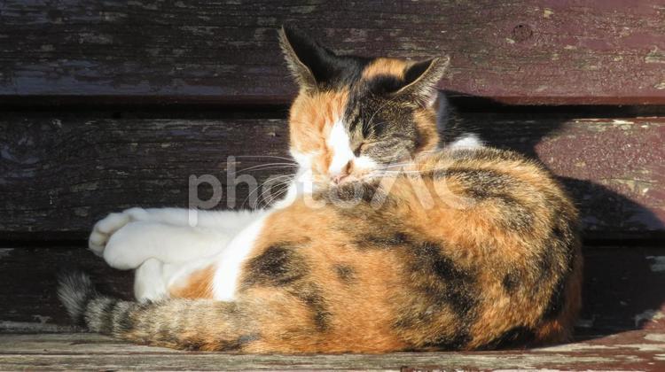 あざとい寝姿のモフモフで可愛い三毛猫 三毛猫,猫,毛並の写真素材
