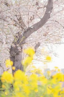 桜 桜の写真