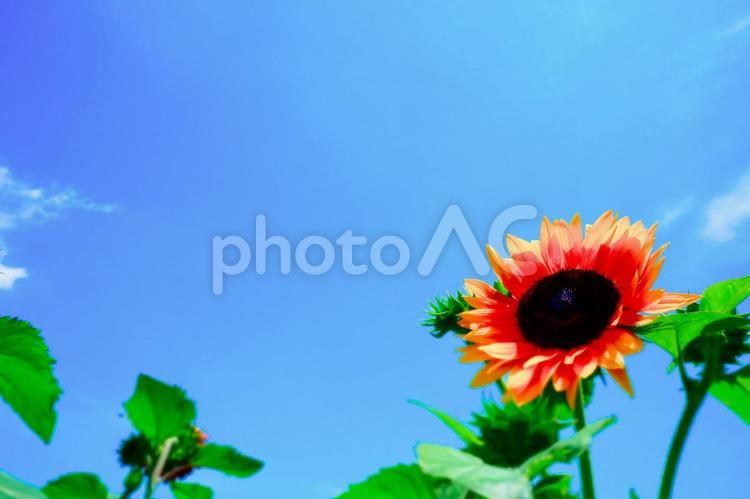 夏空に向かって咲く大輪のひまわり（夏のイメージ） ひまわり,ヒマワリ,向日葵の写真素材