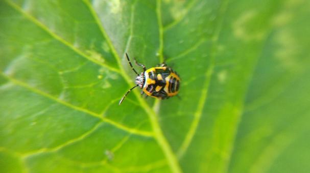 カメムシの仲間の害虫ナガメ カメムシの仲間の害虫ナガメの写真