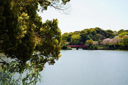 福岡 朝倉 甘木公園 丸山池の赤橋1 福岡 朝倉 甘木公園 丸山池の赤橋1 甘木公園,丸山公園,丸山池の写真素材