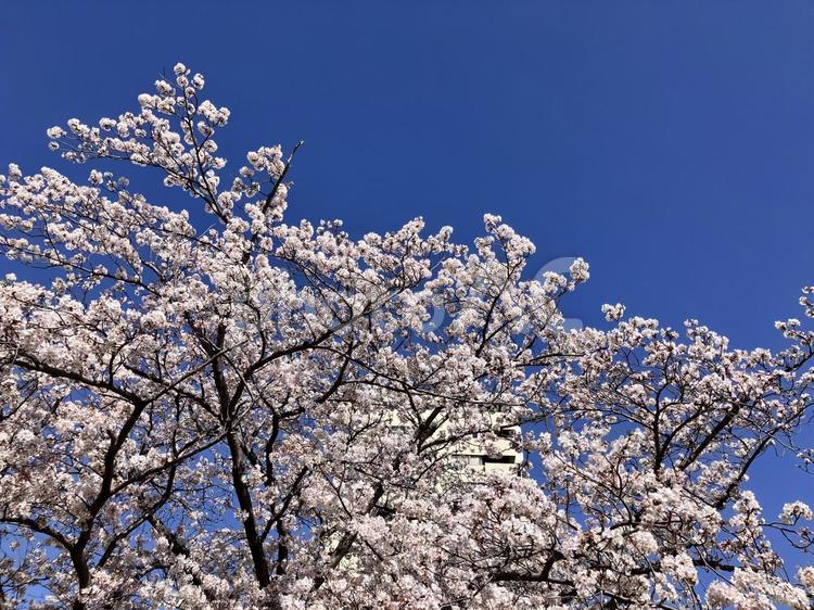 青空と満開の桜 桜,ソメイヨシノ,青空の写真素材