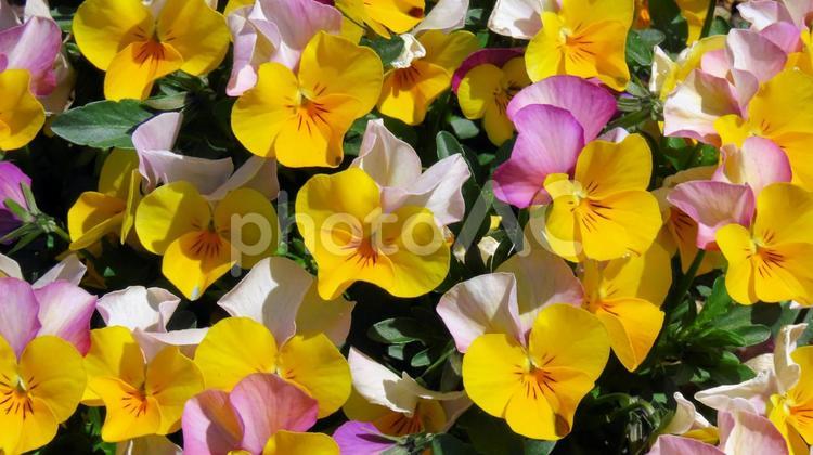 春の日差しを浴びて輝くパンジー パンジー,春,花の写真素材