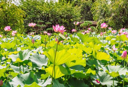 古代ハスの花6ー42 古代ハスの花6ー42 古代ハス,ハス,風景の写真素材