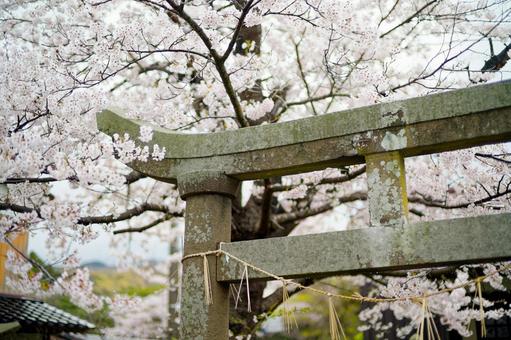 鳥居と桜 鳥居と桜の写真