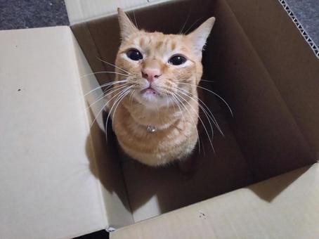 ダンボールに入る茶トラ猫 ダンボールに入る茶トラ猫の写真