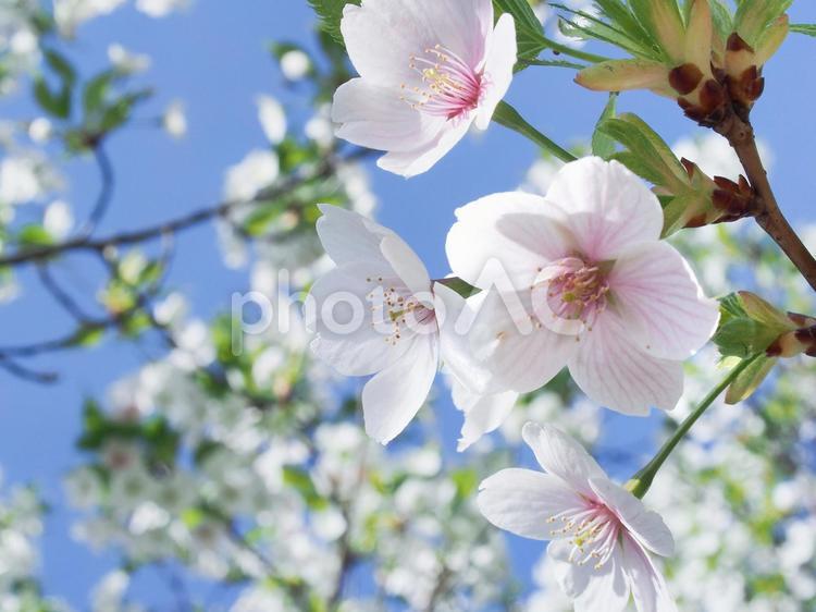 桜の花びら　青空　春イメージ 桜,さくら,サクラの写真素材