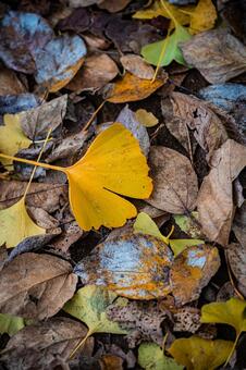 札幌　秋の落葉の風景 北海道,北,札幌市の写真素材