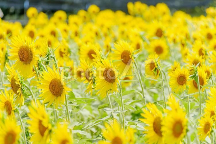夏の陽射しを浴びるひまわり畑 向日葵,夏,花の写真素材