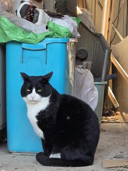 見つめる猫 猫,ネコ,地域猫の写真素材