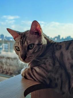 部屋から外を眺める猫 ねこ,ベランダ,窓際の写真素材