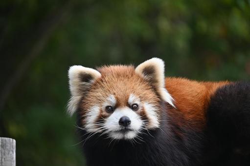 レッサーパンダ レッサーパンダ,動物,動物園の写真素材