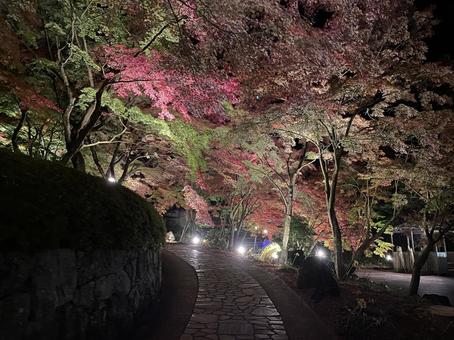 紅葉 紅葉の写真