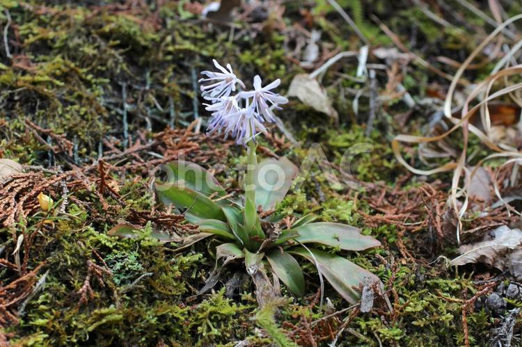 ショウジョウバカマ1 花,紫,ピンクの写真素材