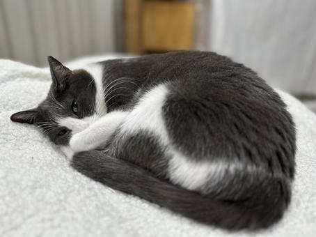 A dozing cat, JPG