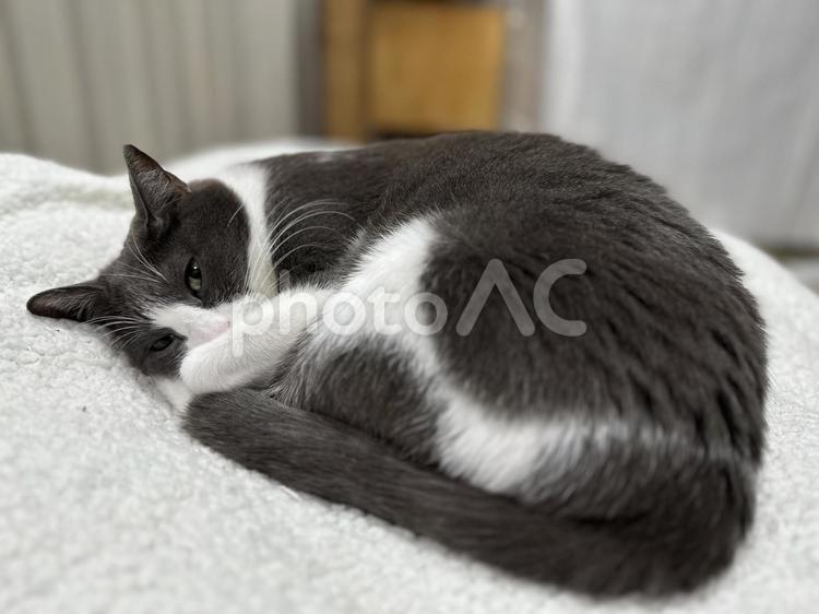 うとうとするハチワレ猫 猫,cat,ねこの写真素材