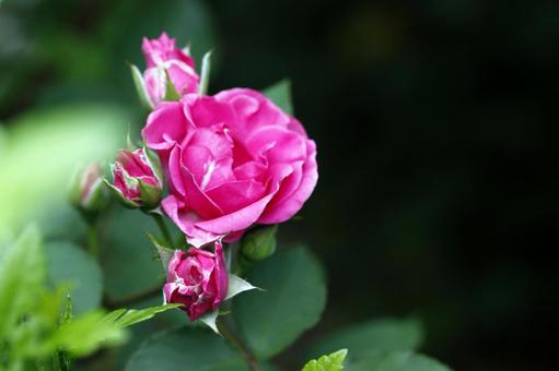 美しさを競うバラ　02の写真