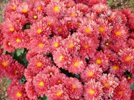 【風景写真】福山菊花展覧会の風景 キク,菊,菊花展の写真素材