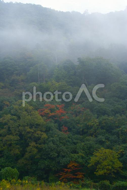 色づき始めた山の木 秋,やま,木の写真素材
