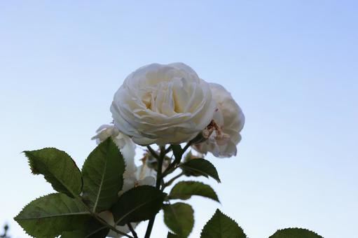 バラ園で白い薔薇を撮った写真です バラ園で白い薔薇を撮った写真です 花,薔薇,自然の写真素材
