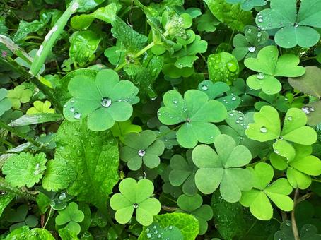 雨上がりのカタバミの葉に輝く水滴 雨上がりのカタバミの葉に輝く水滴 水滴,葉,カタバミの写真素材