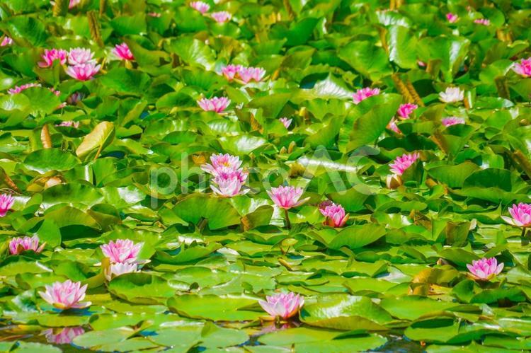 ピンクの睡蓮と葉 睡蓮,ピンク,花の写真素材