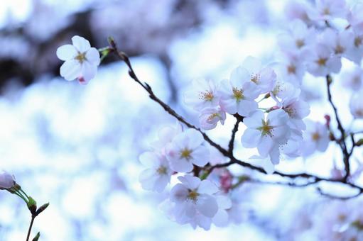 桜 さくら 桜 さくらの写真