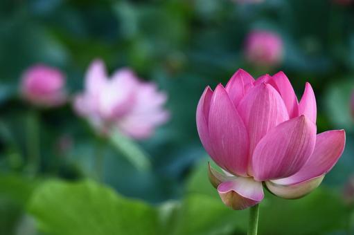 神聖な花 神聖な花 ハス,花,ハス科の植物の写真素材