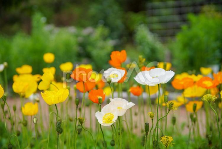 京都府立植物園のポピー 5月,春,初夏の写真素材
