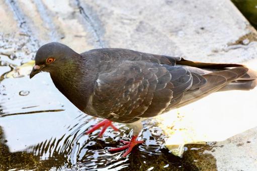 水遊びする鳩 水遊びする鳩の写真