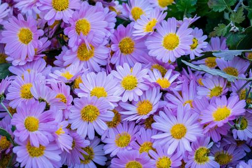 アスター⑴ 花,アスター,シオン属の写真素材