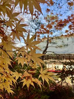 黄色いもみじ 黄色,紅葉,秋の写真素材