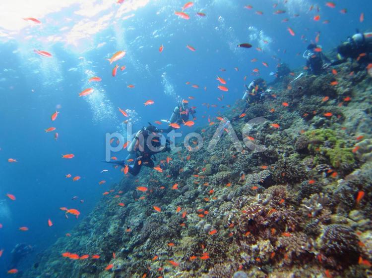 珊瑚礁に群れるキンギョハナダイ スキューバダイビング,南の島,南国の写真素材