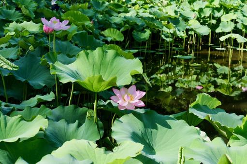 町田薬師池公園の大賀ハス 町田薬師池公園の大賀ハスの写真
