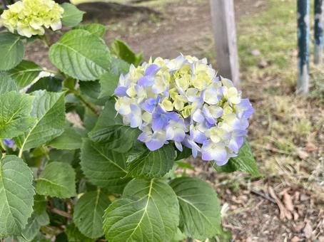 Photo, japan, tokyo, natural, 