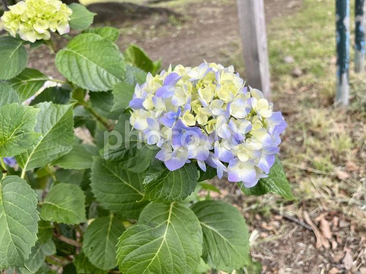 日本、東京の6月の紫陽花（アジサイ） 日本,東京,自然の写真素材