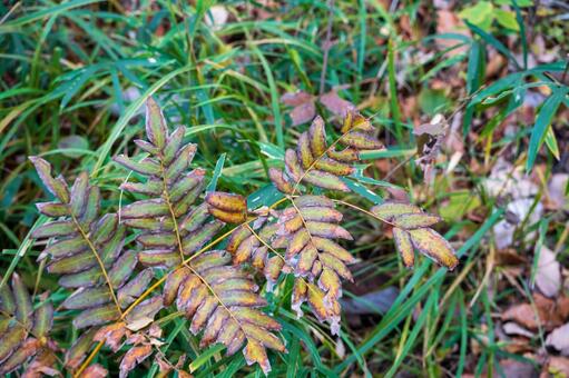 秋の公園に咲く、シダの葉 黄色,環境保護,花の写真素材