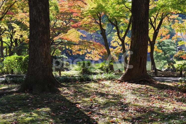 日比谷公園の風景 日比谷公園,紅葉,イチョウの写真素材