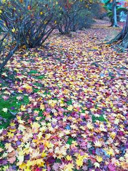 もみじの落ち葉 もみじの落ち葉 もみじ,紅葉,落ち葉の写真素材
