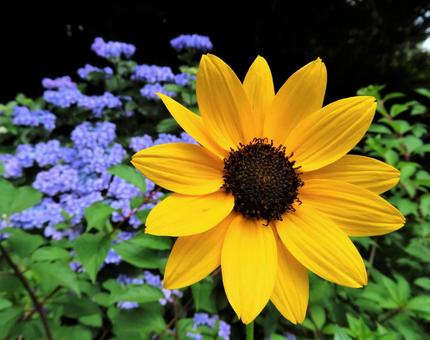 ひまわりと紫陽花 ひまわりと紫陽花の写真